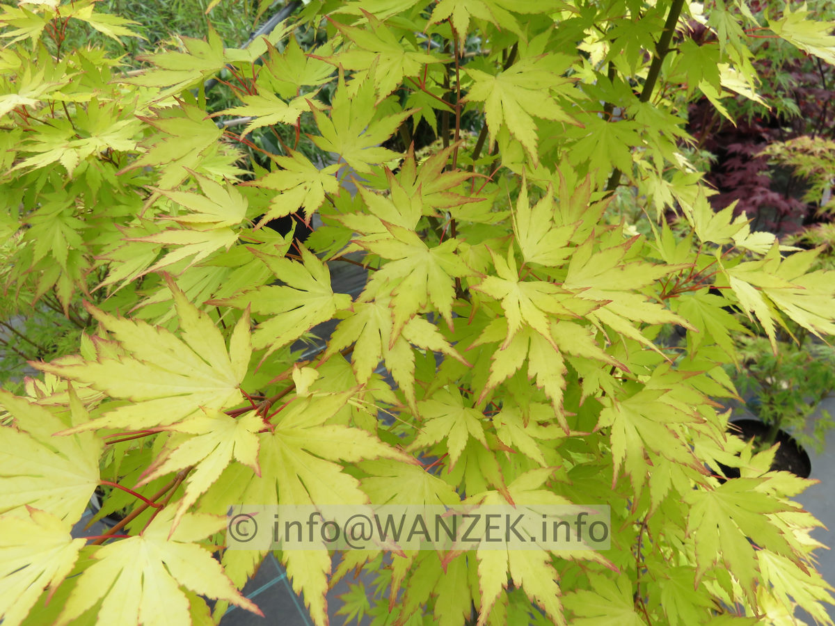 Acer palmatum Orange Dream - Blaetter nah.JPG